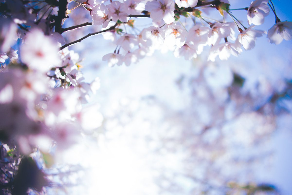 sachi_photo112's tweet image. #photography