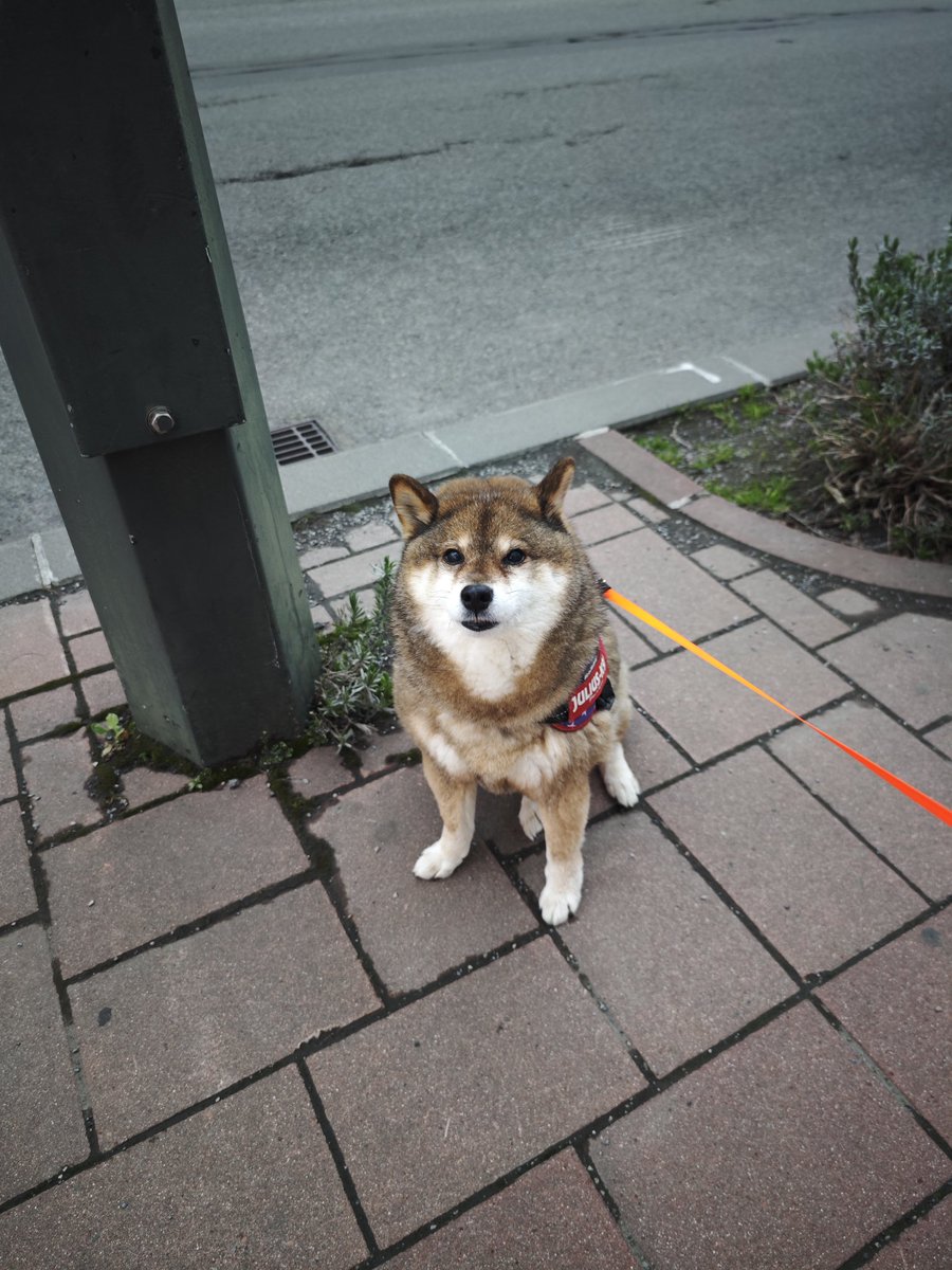あずはな/胡麻柴🐻と黒柴🐕とおじさん tweet media