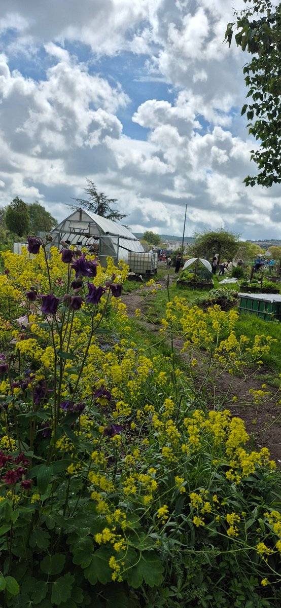 Togher Community Garden tweet media