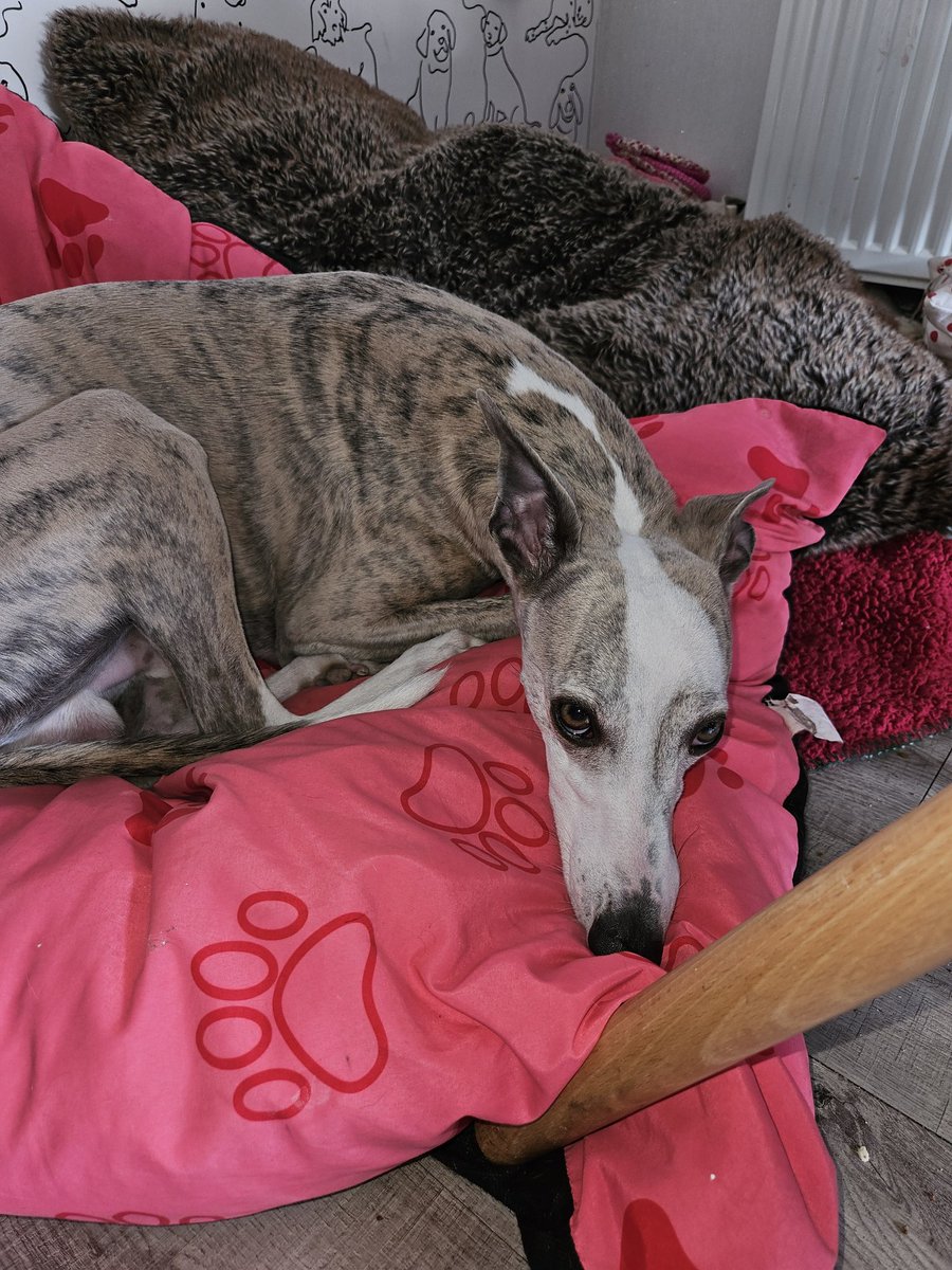 Cooper and Jasper whippet and lurcher tweet media