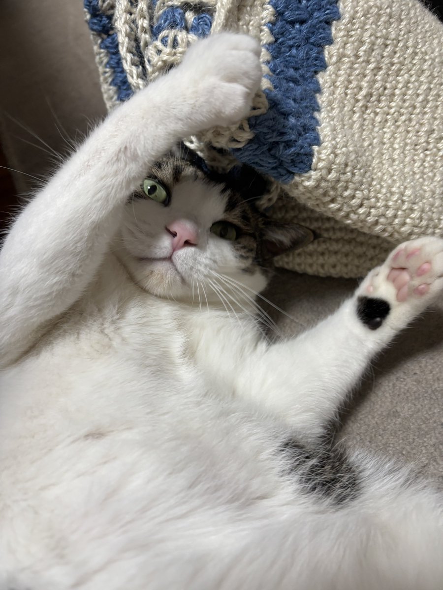 🐾kikumura🐾 tweet media