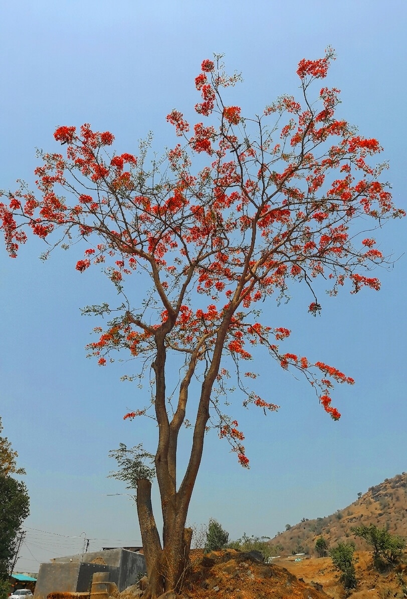 rajeshpuranik88's tweet image. #treepeople
📷 Rajesh Puranik photography