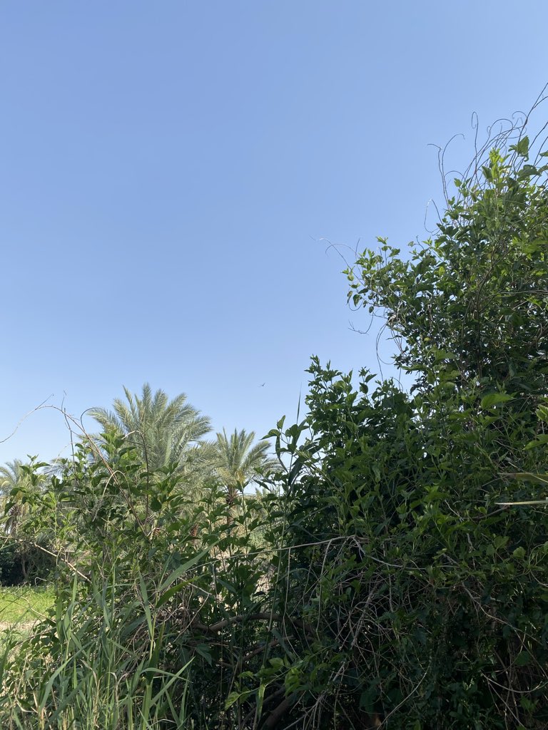 آسية . tweet media