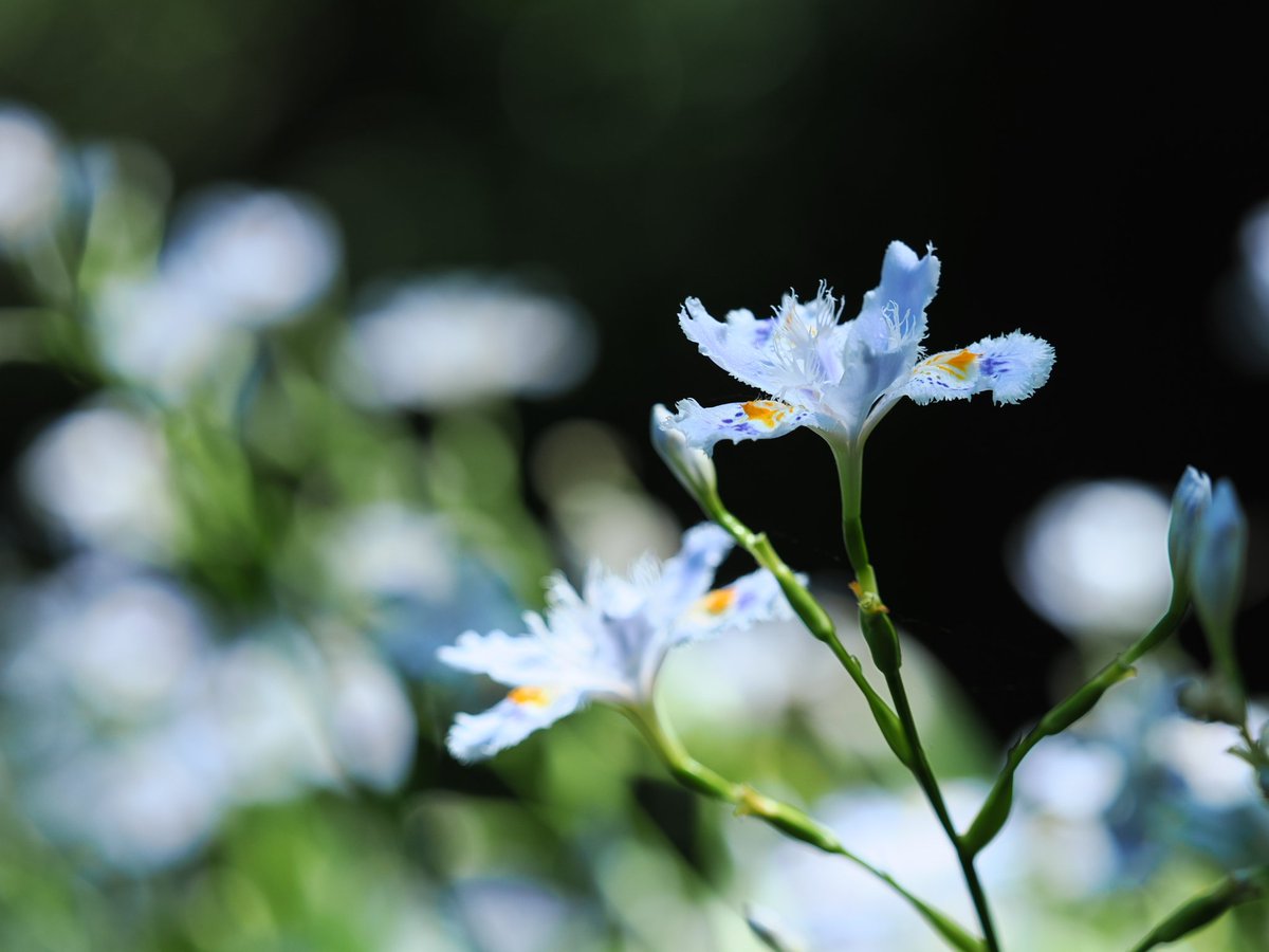 hobby_camera's tweet image. さすがPROレンズ
OMSYSTEM OM-3 + M.ZUIKO DIGITAL ED 40-150mm F2.8 PRO

#OMSYSTEM
#Photography