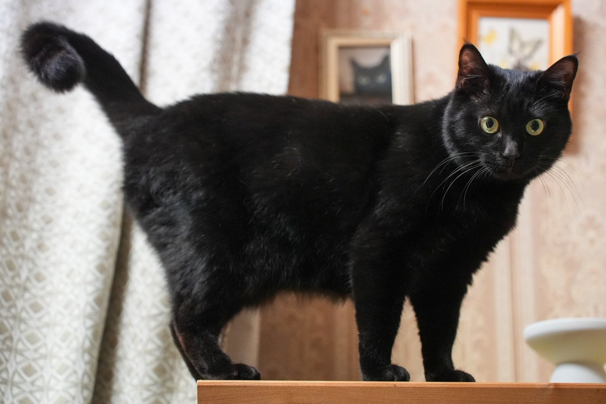 oreo_blackcat's tweet image. 遊んでくれないとイタズラしちゃうぞ！
#猫 #黒猫 #blackcat