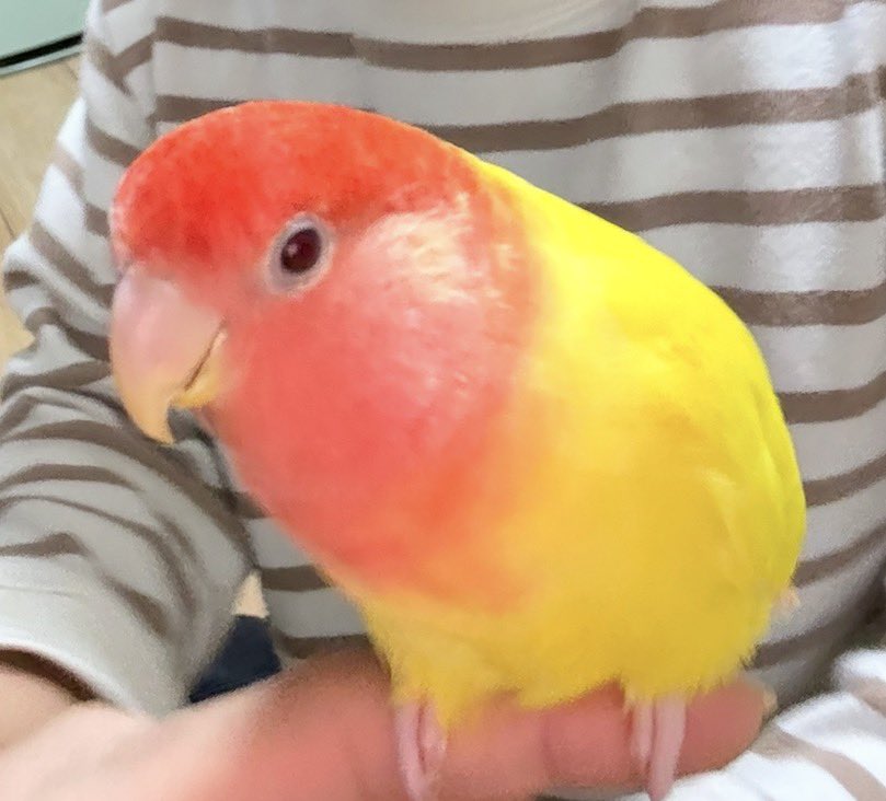 pain-mama 🐥迷子捜索中 tweet media