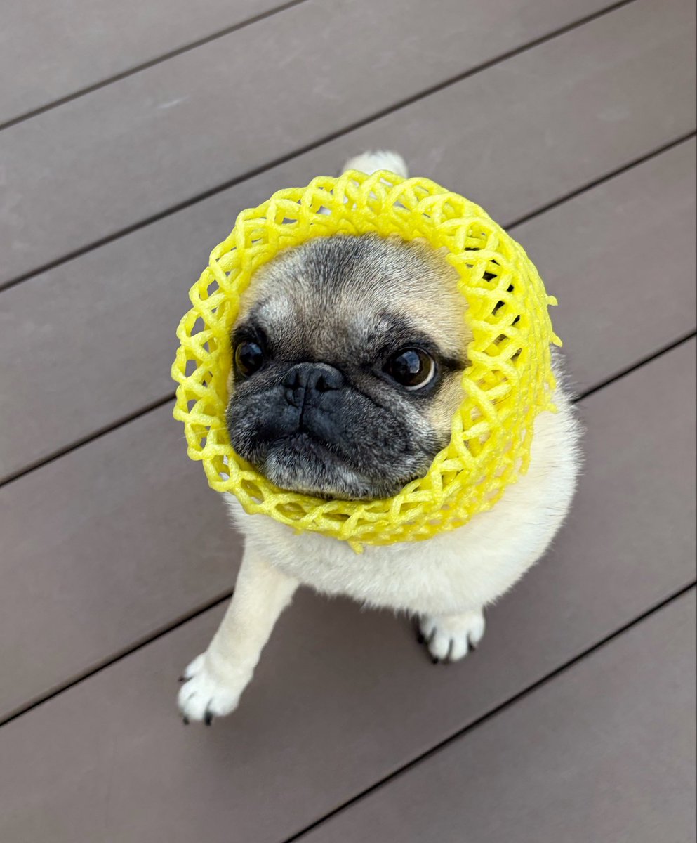 楽しいG.W.お過ごしでしゅか✨🐶 #パグ #pug
