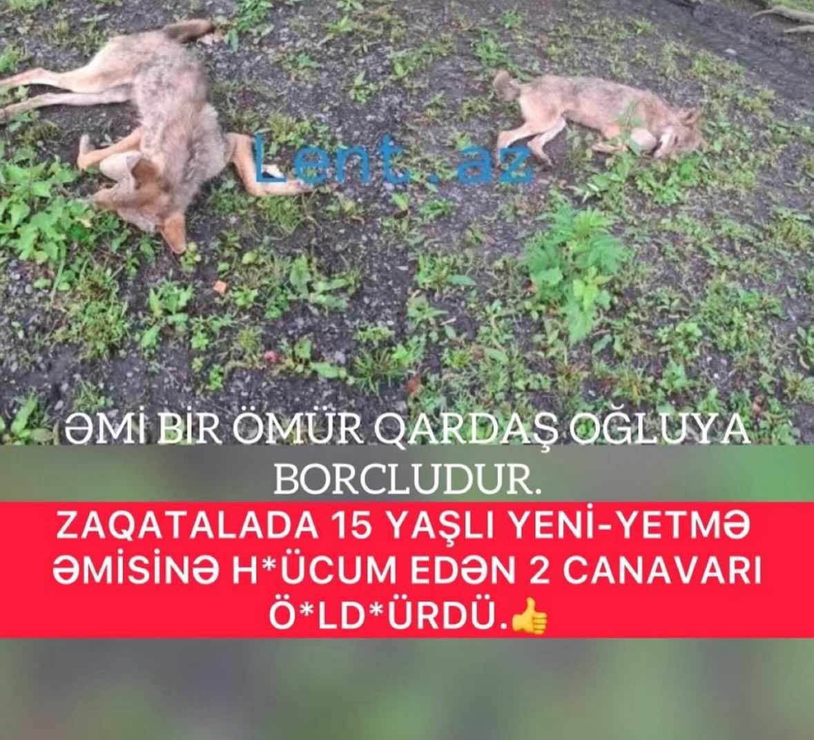 Alim_Cefer's tweet photo. Ata tərəfinin qohumlarına görə maksimum 1 canavarla dalaşaram, 2 çoxdu https://t.co/sFdThZnOPH