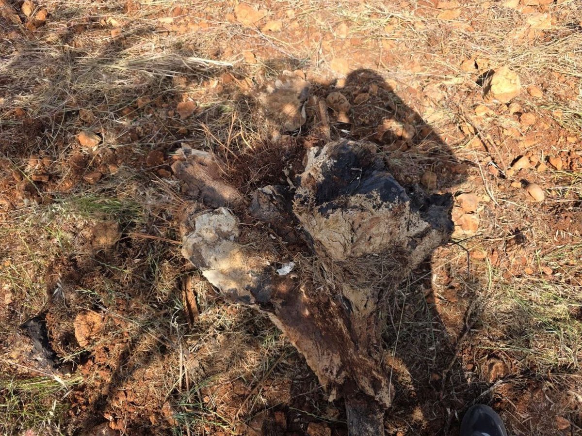 PBI_PS's tweet image. Uprooting Livelihoods: 400 Olive Trees Destroyed Near Qusra

Israeli settler militias uprooted around 400 olive trees from agricultural land near the village of Qusra, south of #Nablus, in the occupied #WestBank.