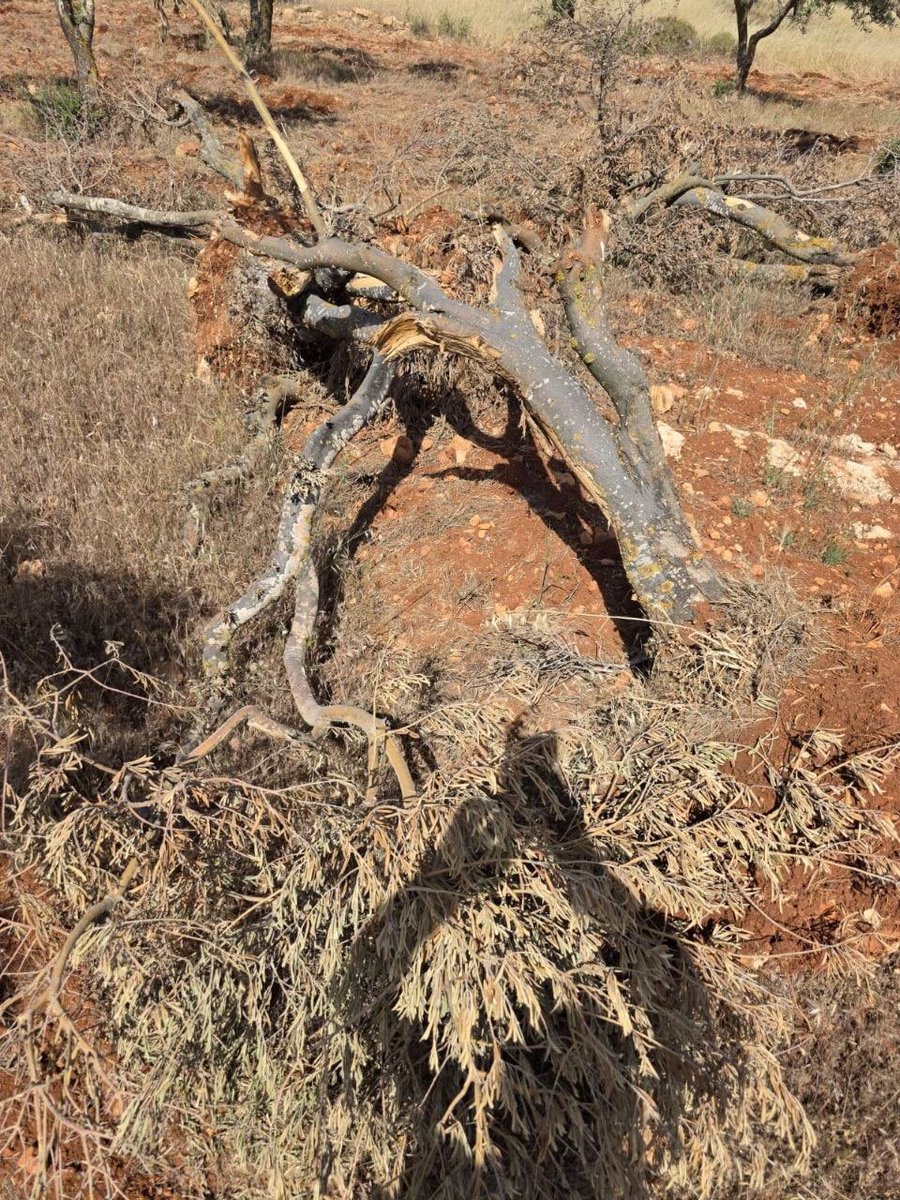 PBI_PS's tweet image. Uprooting Livelihoods: 400 Olive Trees Destroyed Near Qusra

Israeli settler militias uprooted around 400 olive trees from agricultural land near the village of Qusra, south of #Nablus, in the occupied #WestBank.