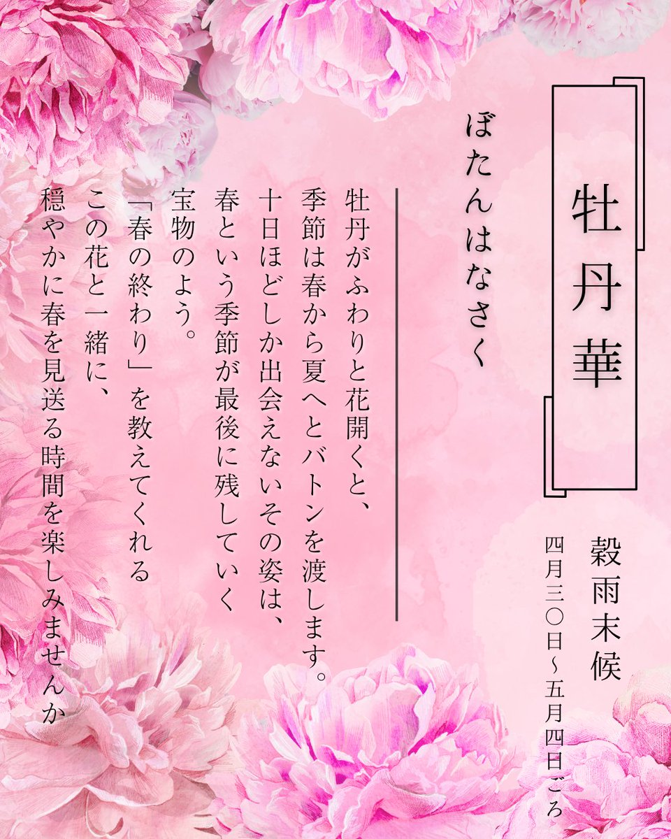 tomochi_web's tweet photo. 七十二候｜牡丹華
ぼたんはなさく  

牡丹がふわりと咲いたら、
春はもうおしまい。 
そんな風に、季節のバトンタッチを 
いちばん分かりやすく教えてくれるのが、 
この牡丹の花です。 
出会えるのは十日ちょっとの短い間だけ。 
春という季節が、
最後に見せてくれるとっておきの宝物ですね。 
この美しい合図を見つけたら、
夏はもうすぐそこ。 
穏やかな風を感じながら、 
春のフィナーレを一緒に楽しみましょう。  
#七十二候 #牡丹華 #二十四節気