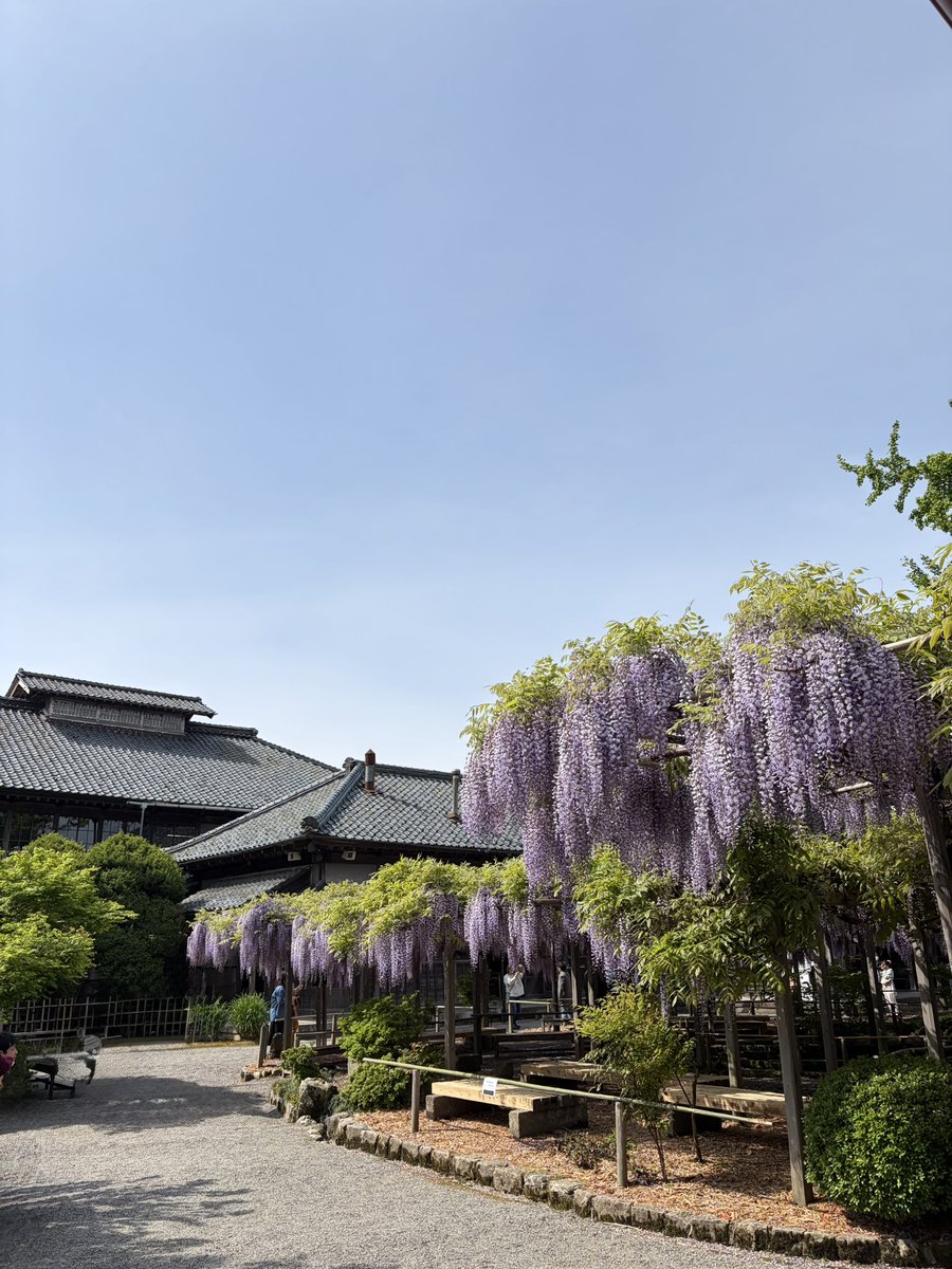 mur01k's tweet photo. 新潟の北方文化博物館へ
大藤棚と大広間からの大庭が素晴らしかったです

#cx5
#withMazda 
#北方文化博物館 https://t.co/WcG9Q22BLm