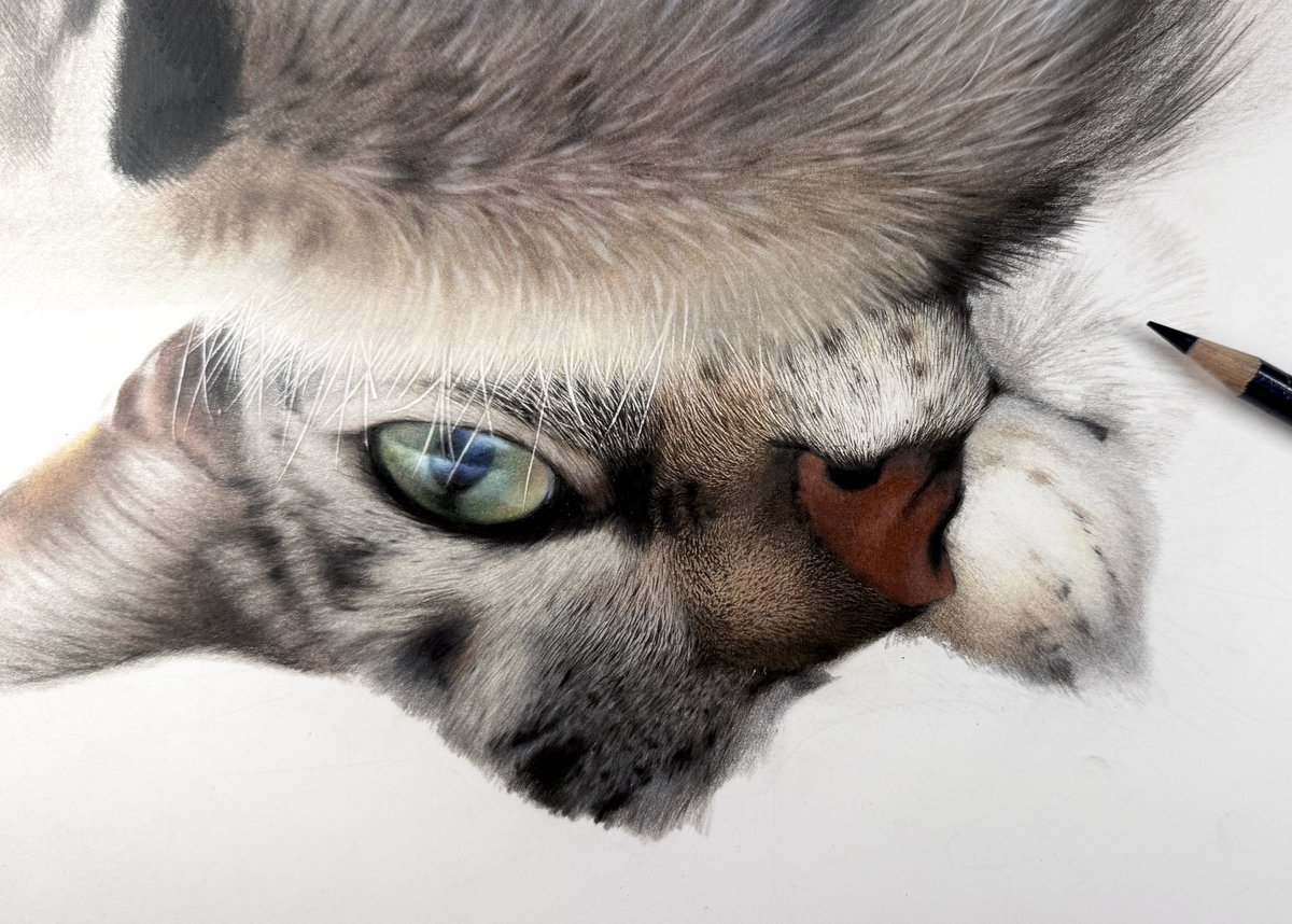huwahuwa1_25's tweet photo. ゴロゴロしてるところ🐱✍ https://t.co/QLy9OGEUnU