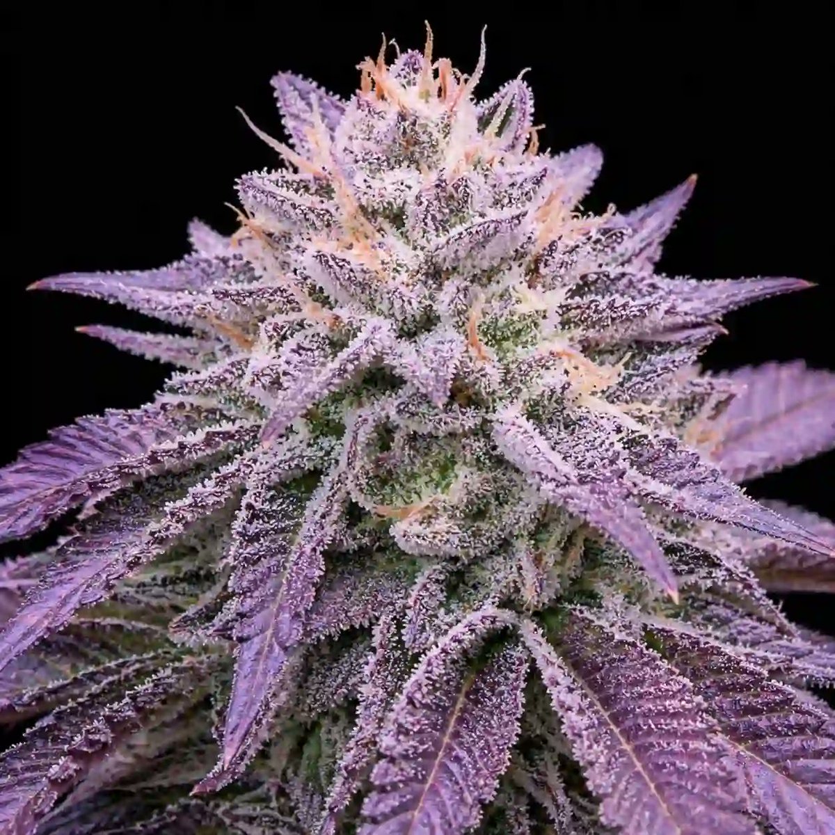 MySeeds tweet media