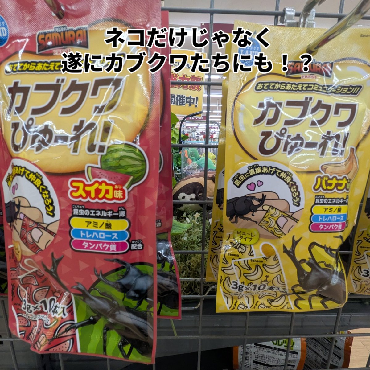 完売御礼｜!ヘラクレス・パスコアリ(バイア州)2令幼虫後期5頭 CBF2 種 