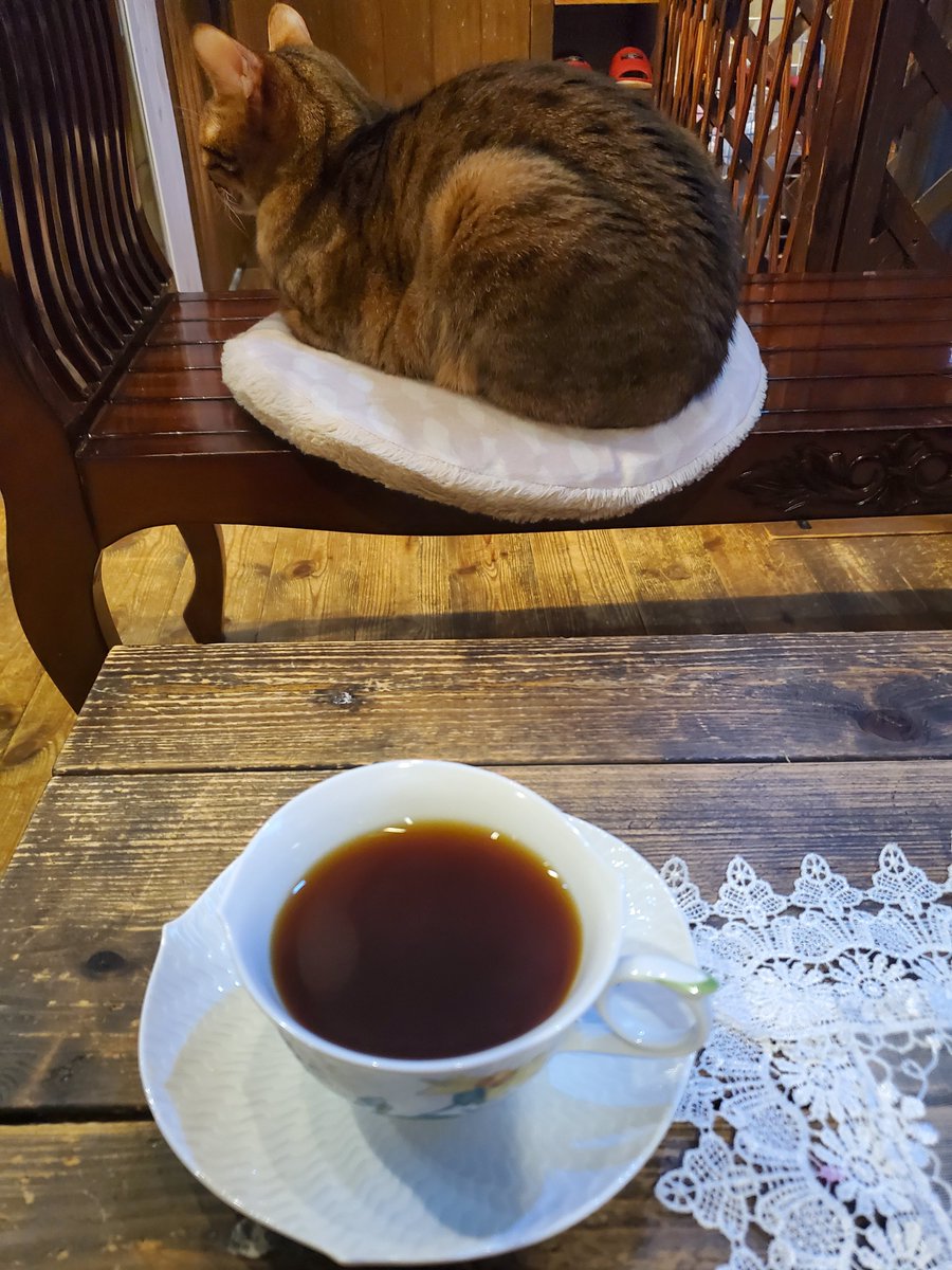 猫カフェ猫音 tweet media