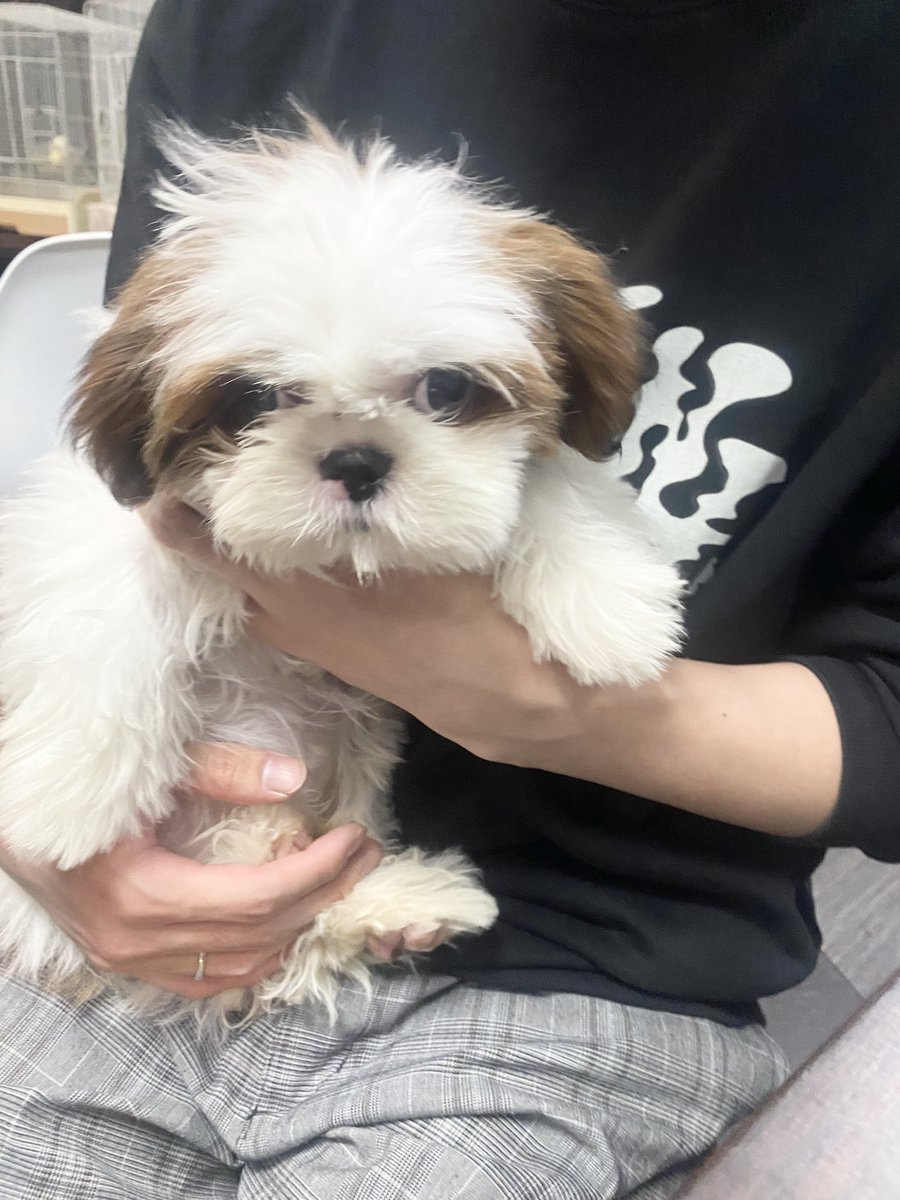 Ricky0108___'s tweet photo. お迎え報告♥
#シーズー くん本日新しいご家族様の元へお迎えされました♪
新しいお名前はもこくんだそうです☁
マイペースでおっとりなもこくん新しいお家でたくさんかわいがってもらってすくすく成長してね⪩⪨
お幸せに♥ https://t.co/7wy9aTA1P2