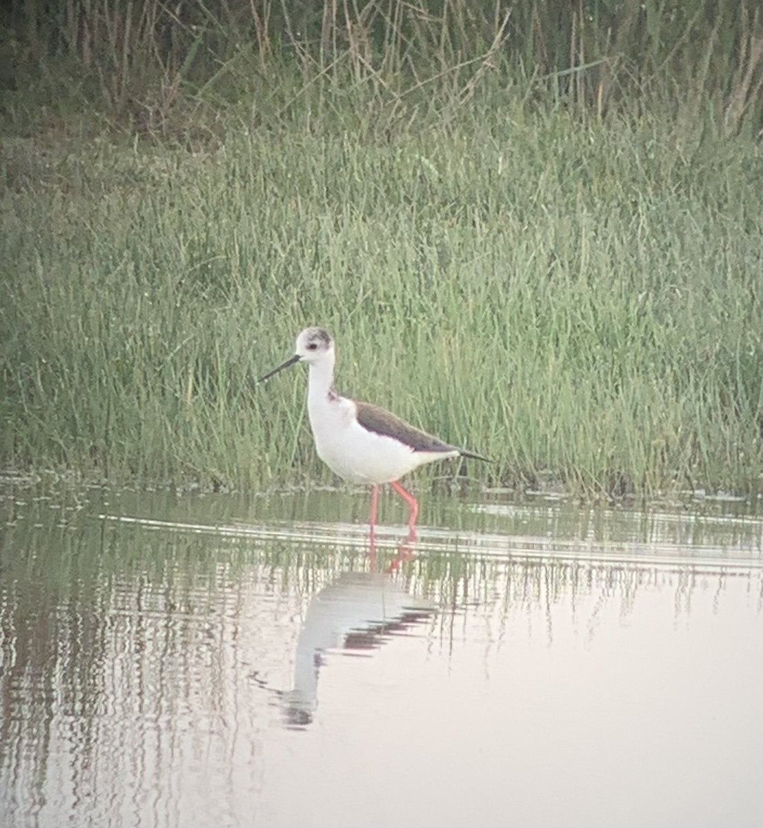 CarlButtle's tweet photo. 4 Black-winged Stilts Peto’sMarsh, Carlton this morning https://t.co/tpF7LUUAVq