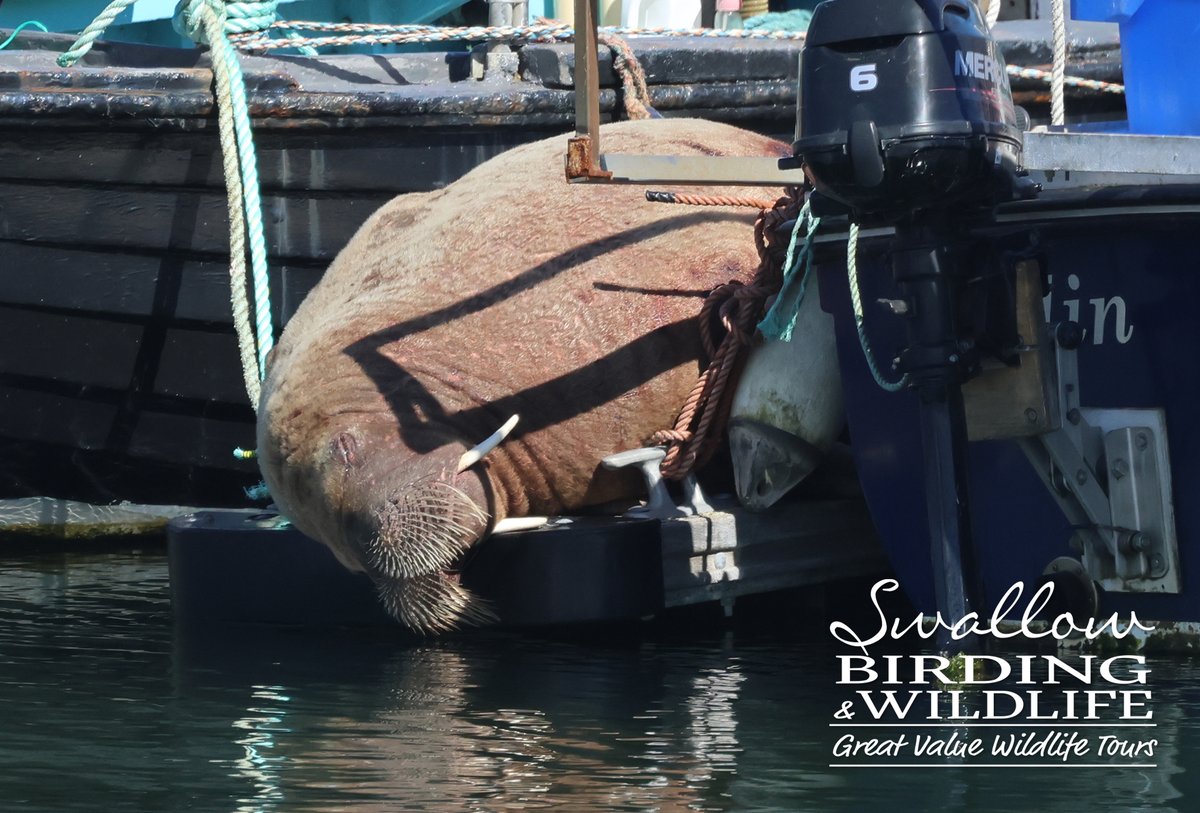 SwallowBirding's tweet photo. Back home after a superb tour to Speyside, Scotland where one of the many highlights was this WALRUS in Findochty Harbour. Luckily we were 5 mins away when news broke! #walrus #birding #scotland #nature https://t.co/r4s8Ixag9E