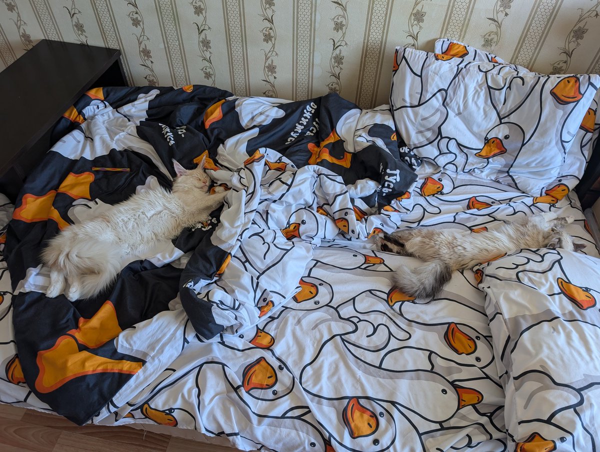 Котята заняли всю кровать (ну они правда котята!)
