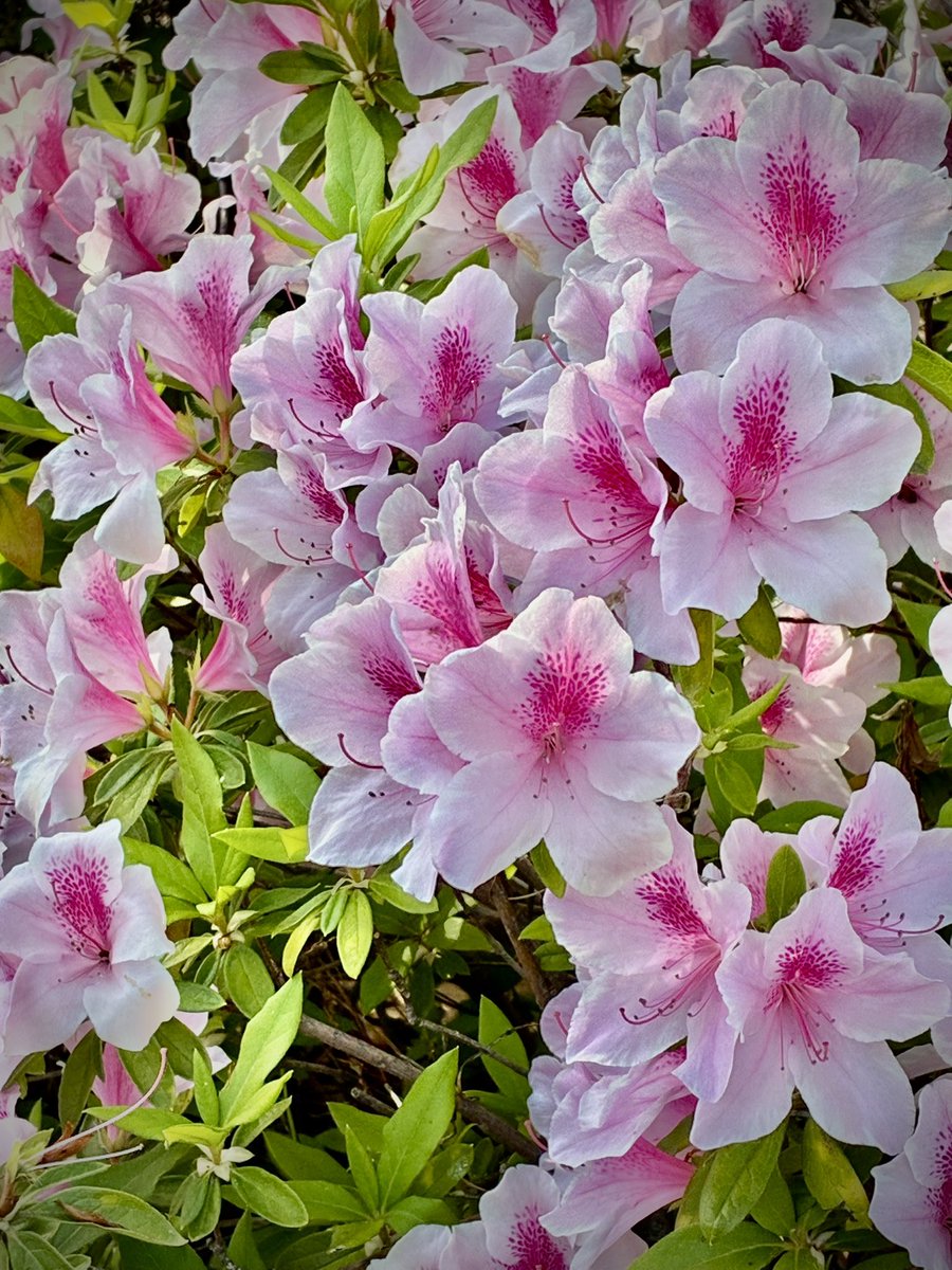 将ིྀ軍ིྀ∞ིྀ🎀ིྀ🦄ིྀ tweet media