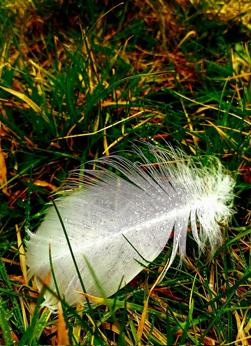 izabelaziunia14's tweet image. Bez ciężaru...z kroplą wczorajszego dnia...
Cudowności dla Was 🤍
📸by me.
#HappySunday