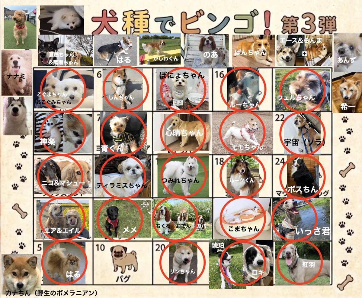 ハマ太郎の日常【サモエド】 tweet media