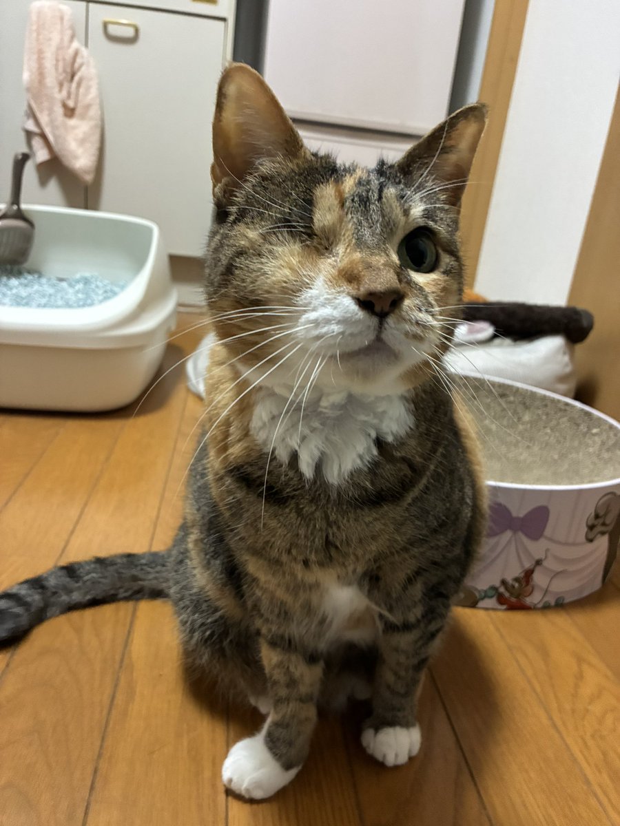 ゆこくま tweet media