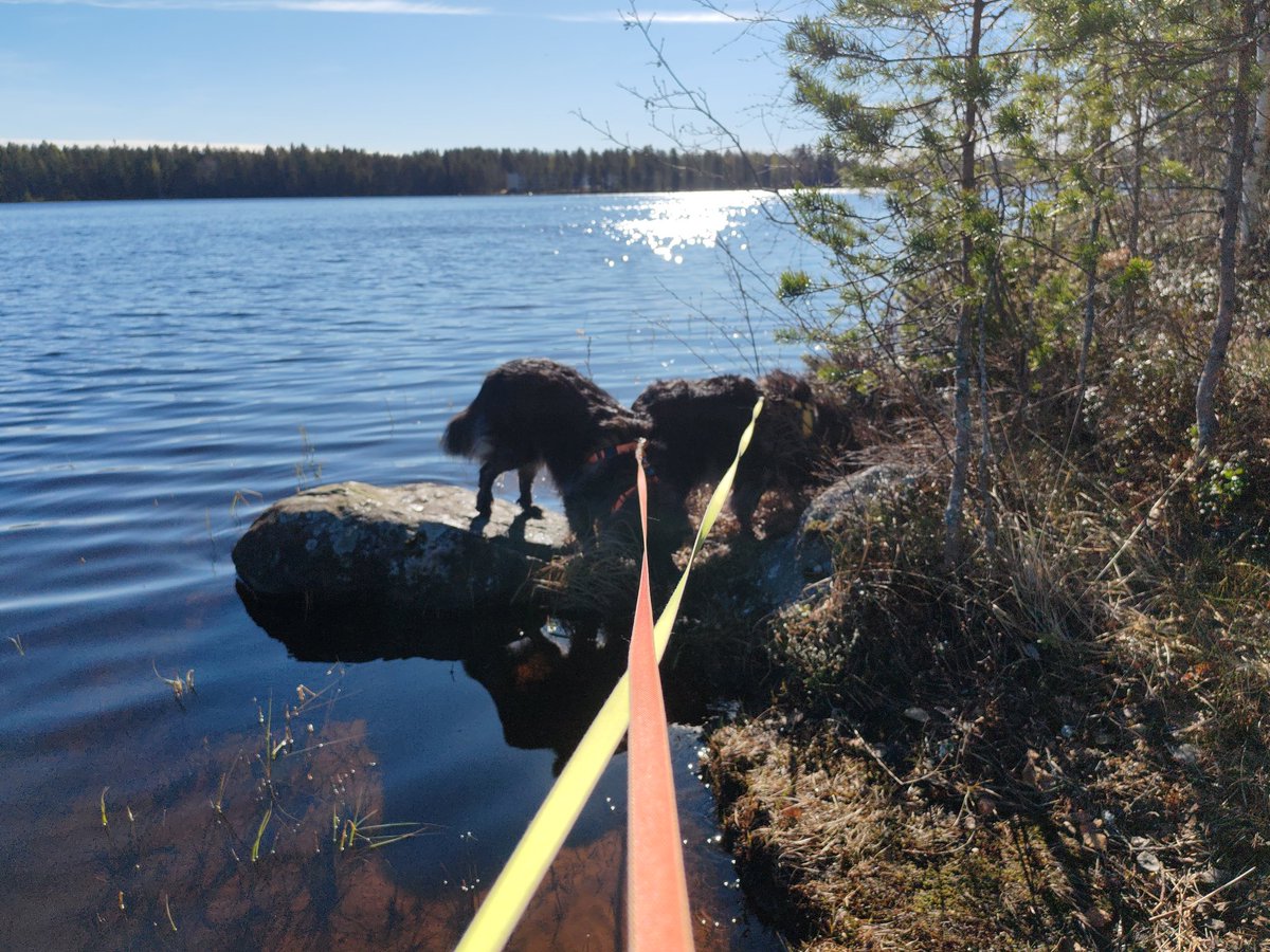 Muoriska Joentakanen tweet media