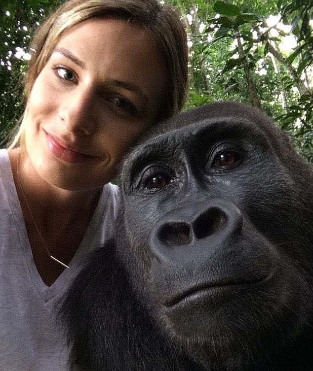 Gorrilla tweet media