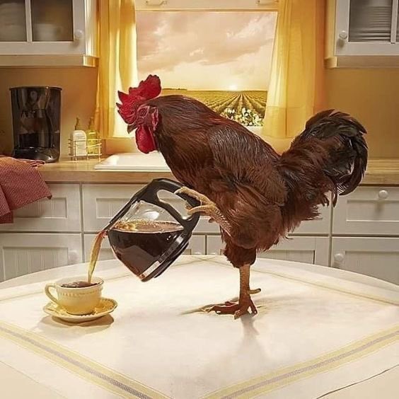 Chicken tweet media