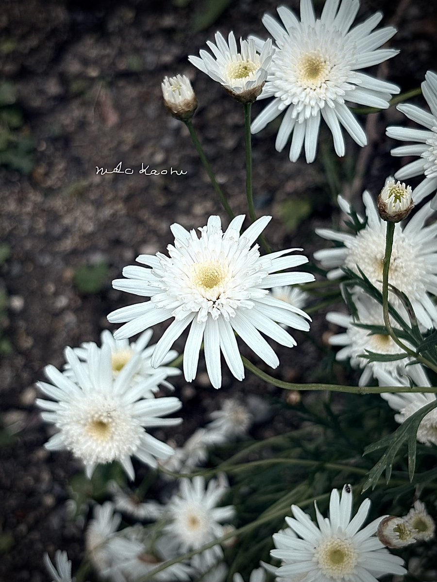 nidokaoru's tweet image. #photography #flowers #マーガレット