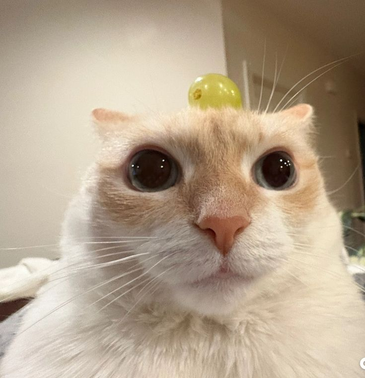 건빵 tweet media