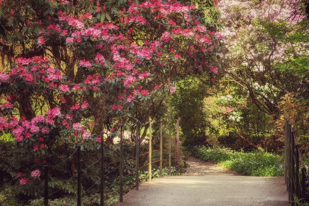 pocketireland's tweet image. Bridge in Bloom.

#photography #EastCoastKin #TeamPixel #Ireland #Spring #Nature #Woodland #Walking #Flowers #Garden