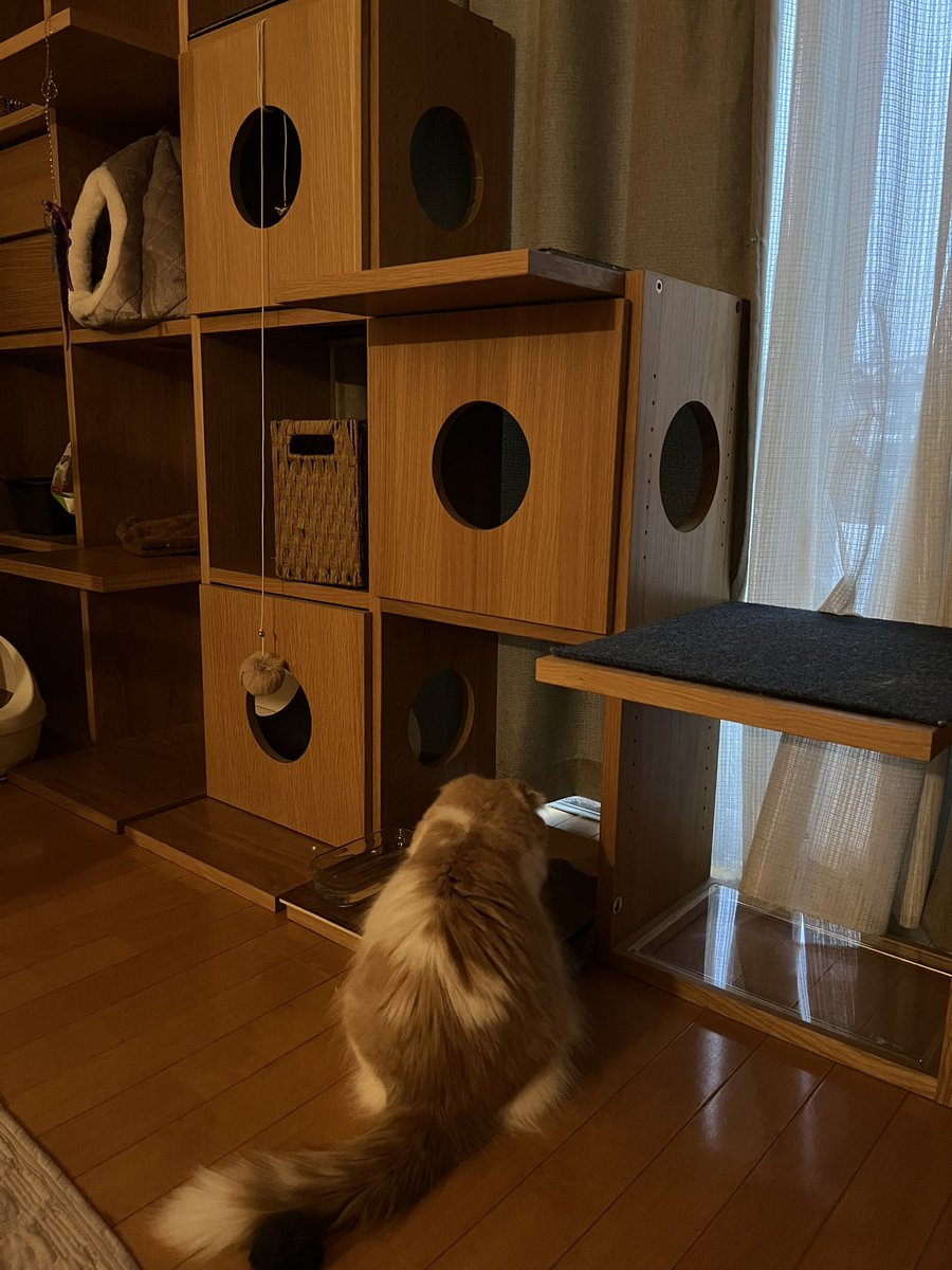パルナシウス・アッコ・ホロハオアエ（中国甘粛省産） 大きくなったなぁ。 ご飯に夢中