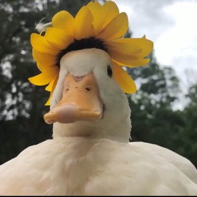 linuxious's tweet photo. #NewProfilePic https://t.co/UiQvwNJTGb
