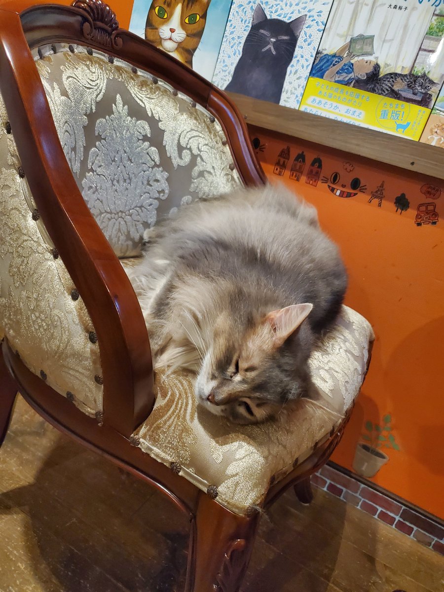 猫カフェ猫音 tweet media