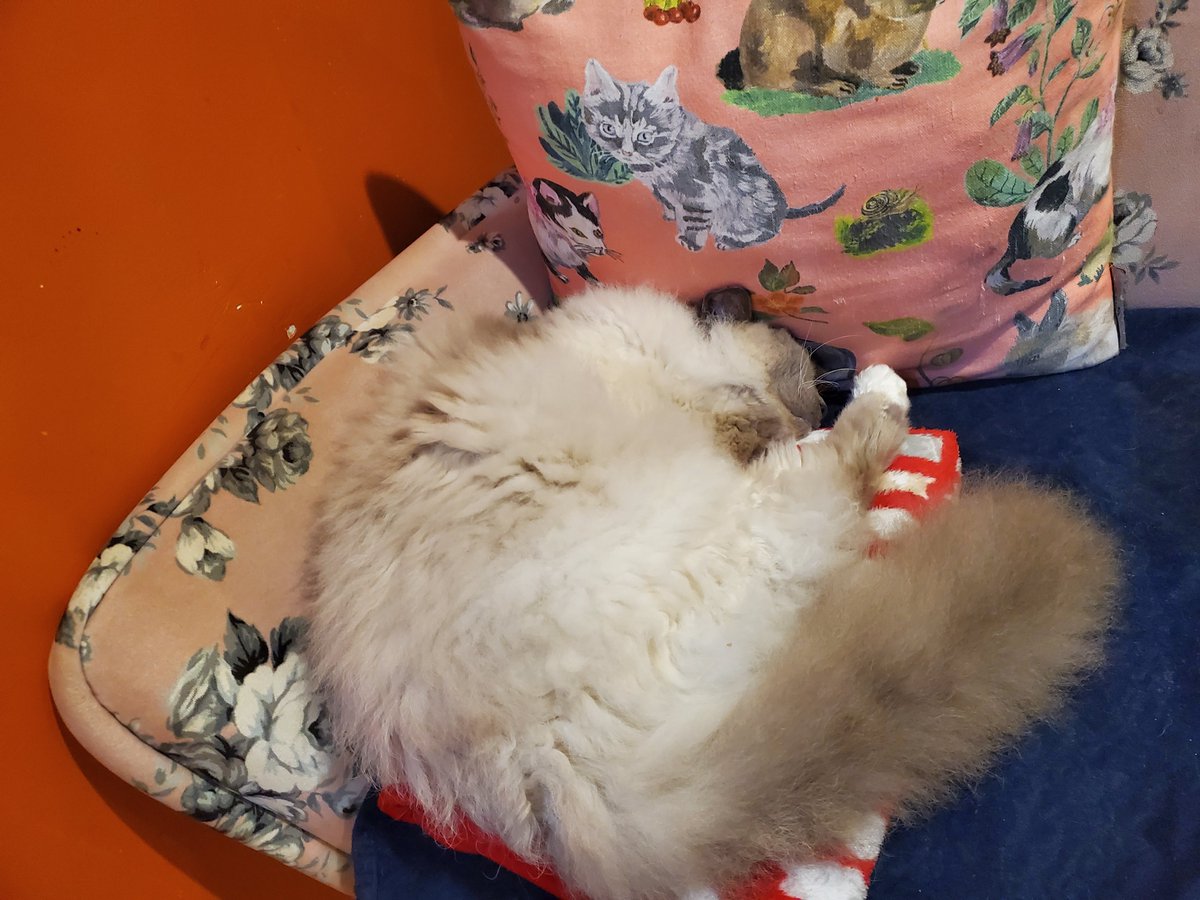 猫カフェ猫音 tweet media