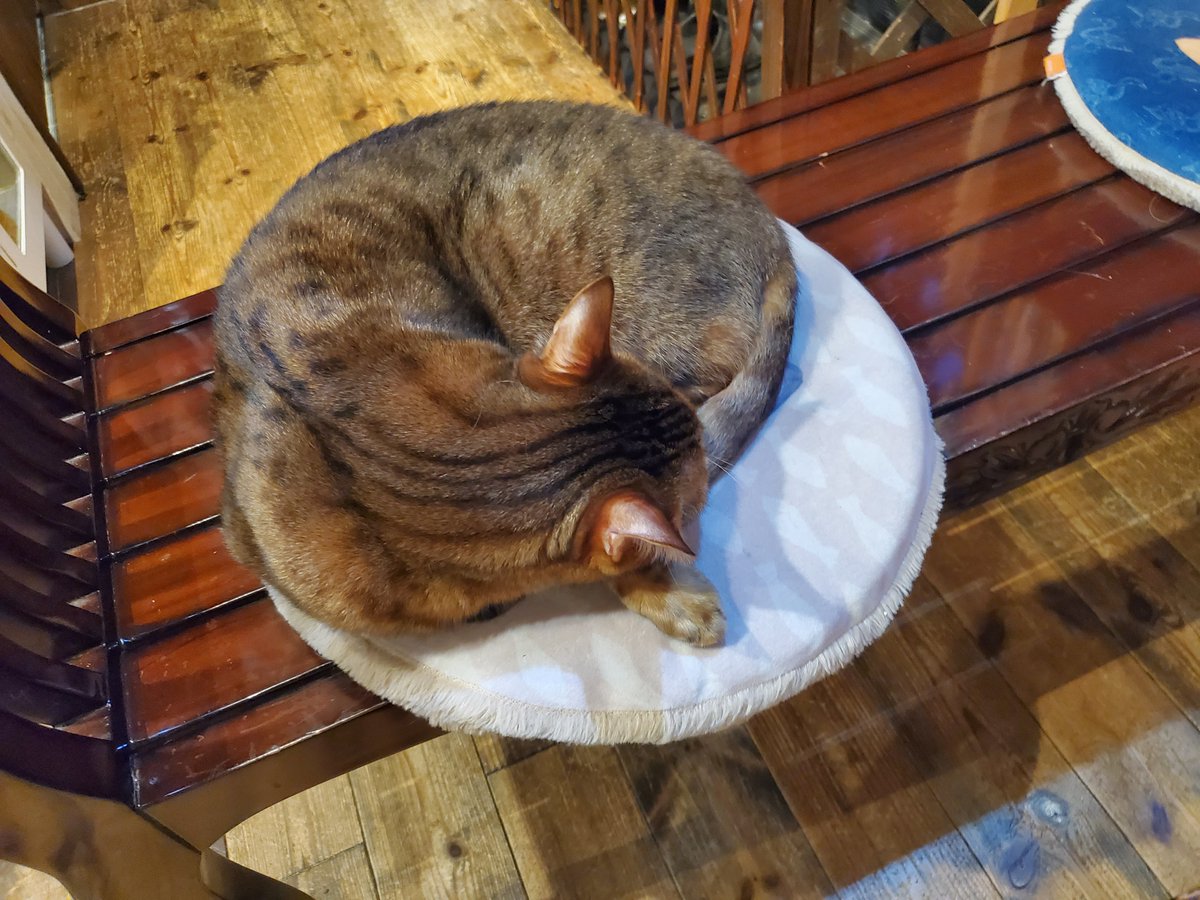 猫カフェ猫音 tweet media