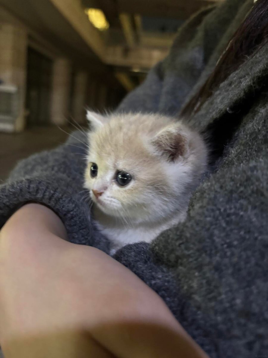 cutest cats tweet media