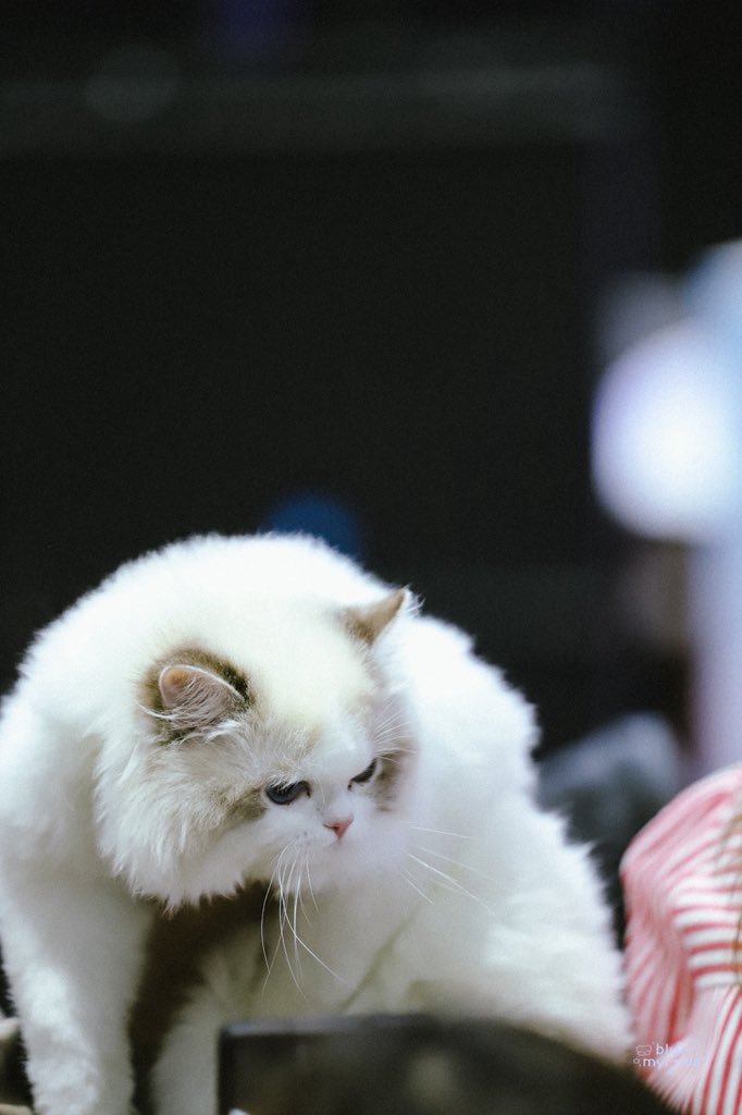 myrtille♡ tweet media