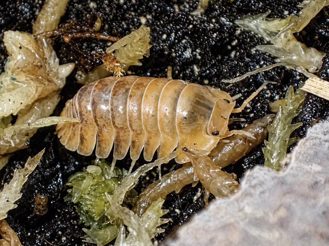isopods_7se's tweet photo. 5/4,5どちらもSB江戸川(@lbjkhomac )にいます！

BUG FOREST(@bug_forest )でこき使われてるので来てください！
自分のものはレア種、地味種、うちにしかいないもの多数ですので覗いてみてください〜 https://t.co/NxVIEzl1He