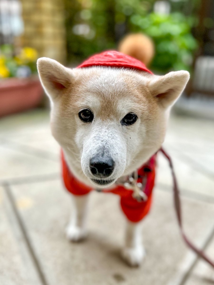 りんりん🍎ⁱᴸʸˢ tweet media
