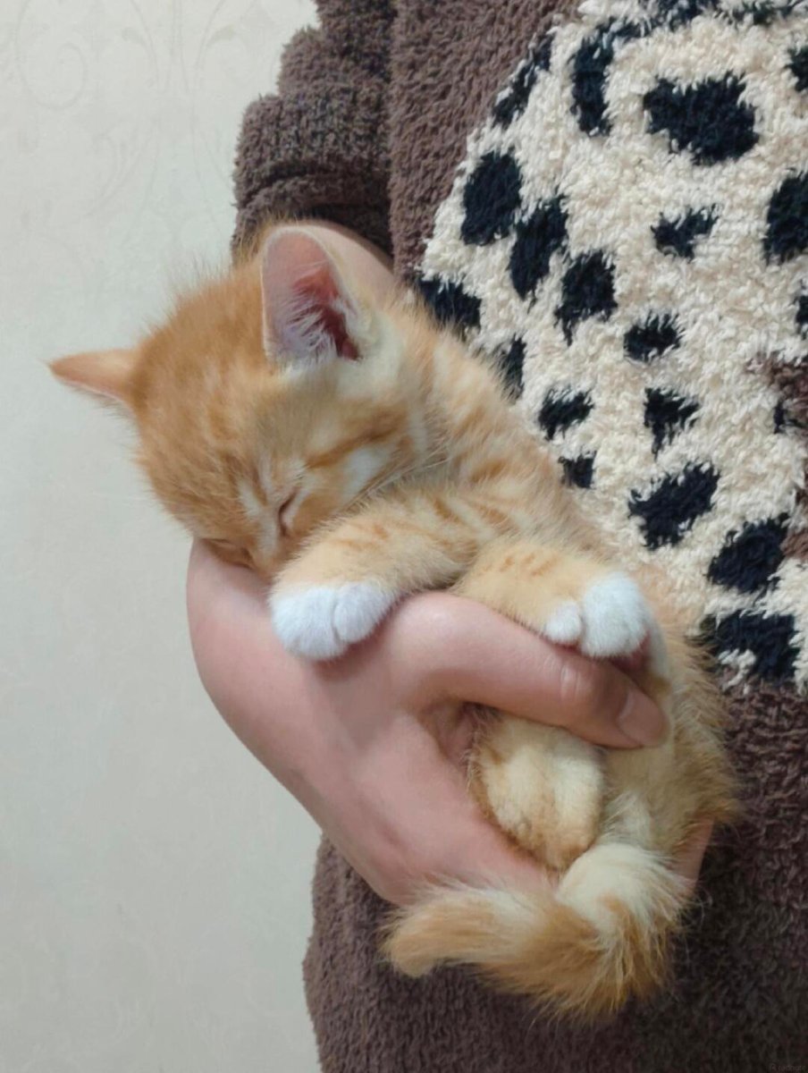 cutestscats's tweet photo. Recharging my batteries https://t.co/aXzf88X9HF