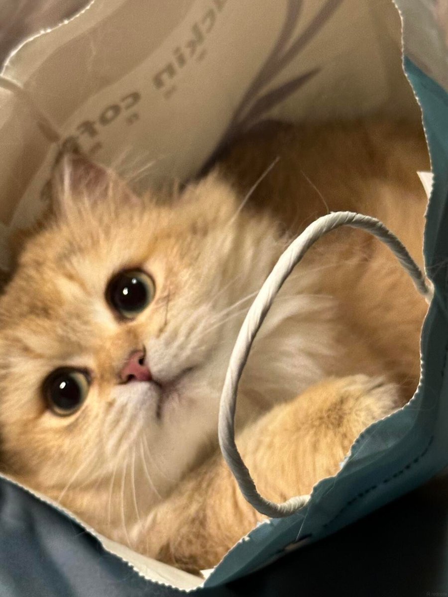 cutest cats tweet media