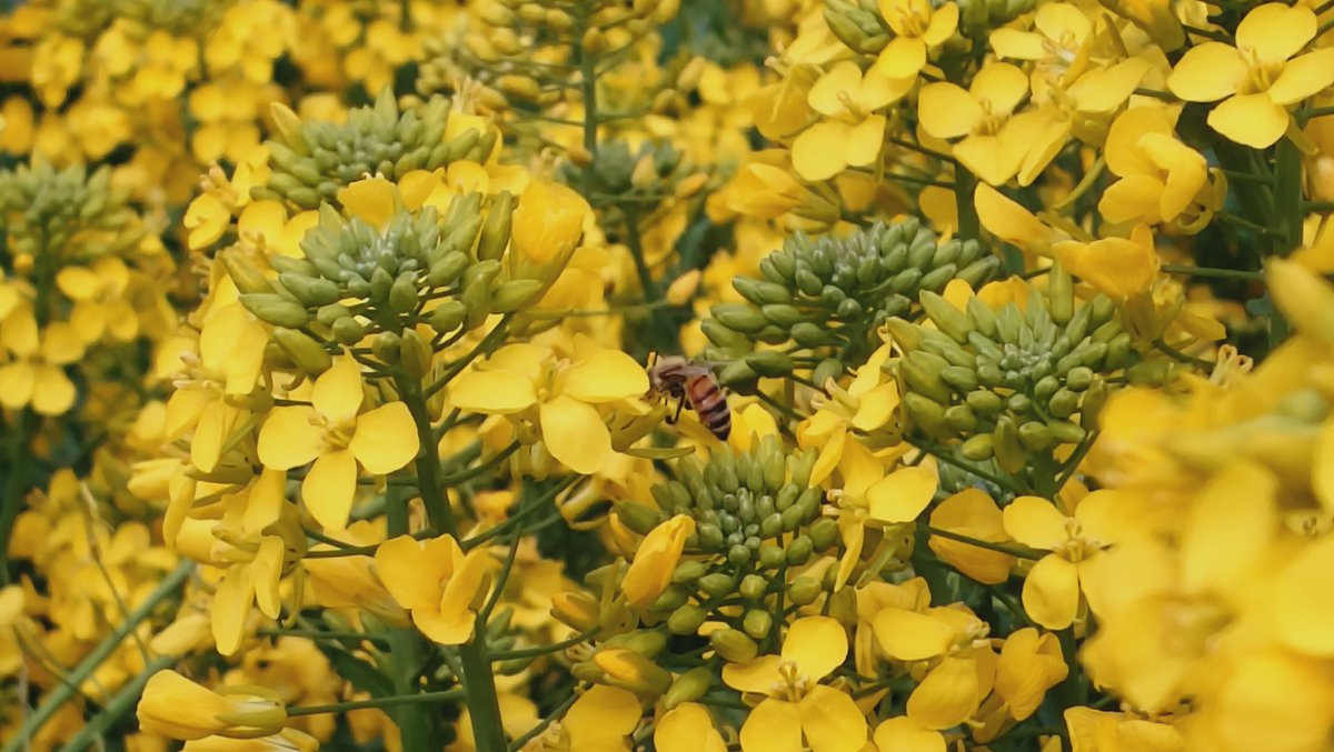 IMaYuni99's tweet photo. 菜の花綺麗だった😍
ミツバチ🐝かわいい https://t.co/Uw2QZsXE4I