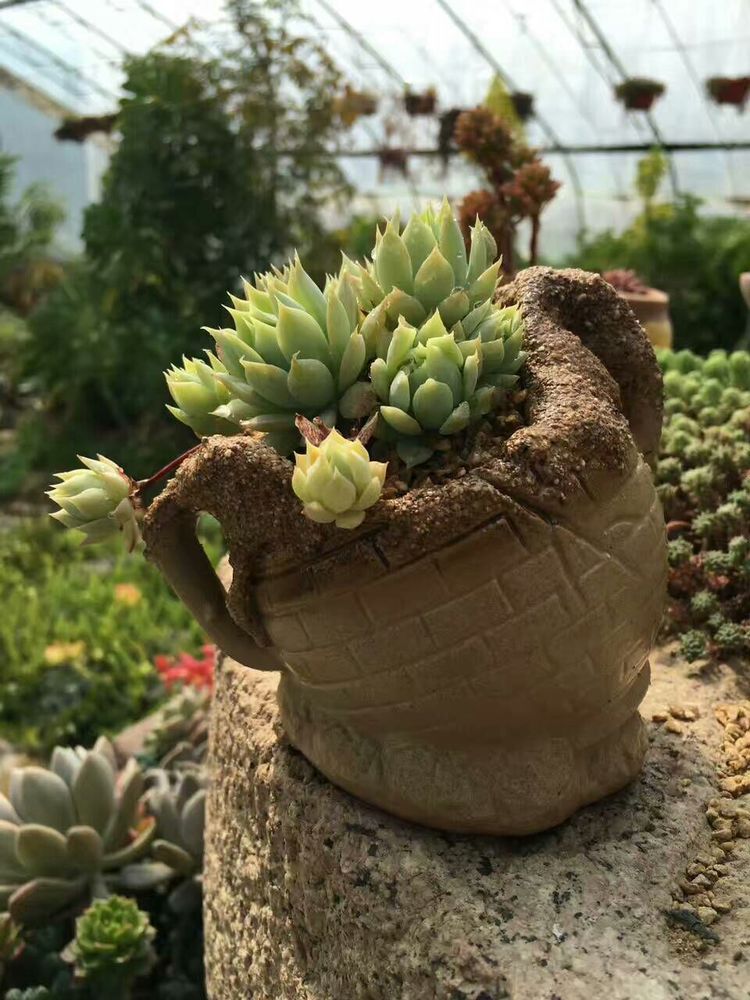 mrics2007's tweet image. "Turn an old glass jar into a cute plant pot! Clean it, add pebbles + soil, then pop in a succulent. Zero waste, 100% cozy.  #UpcycleHacks #SustainableLiving"