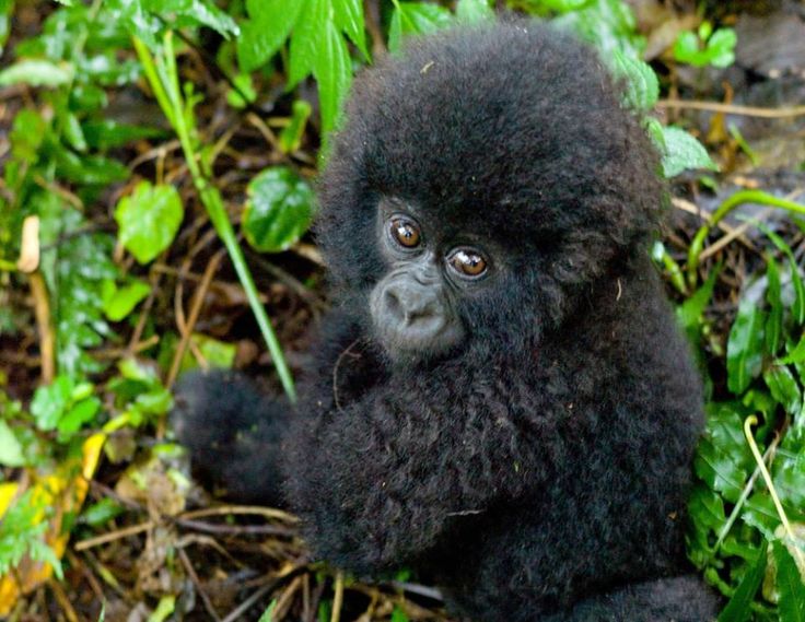 orangutanlover67 tweet media