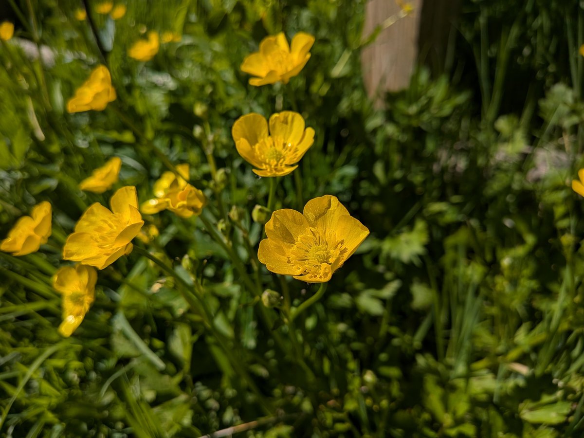 catecawley's tweet image. #Beltane falls on #May 1st and is the Gaelic festival for the #SpringEquinox and beginning of #summer. #MayDay is an ancient festival celebrating #spring and goes back to #Roman times known as the Festival of Flora, the #goddess of #flowers. #FolkloreSunday