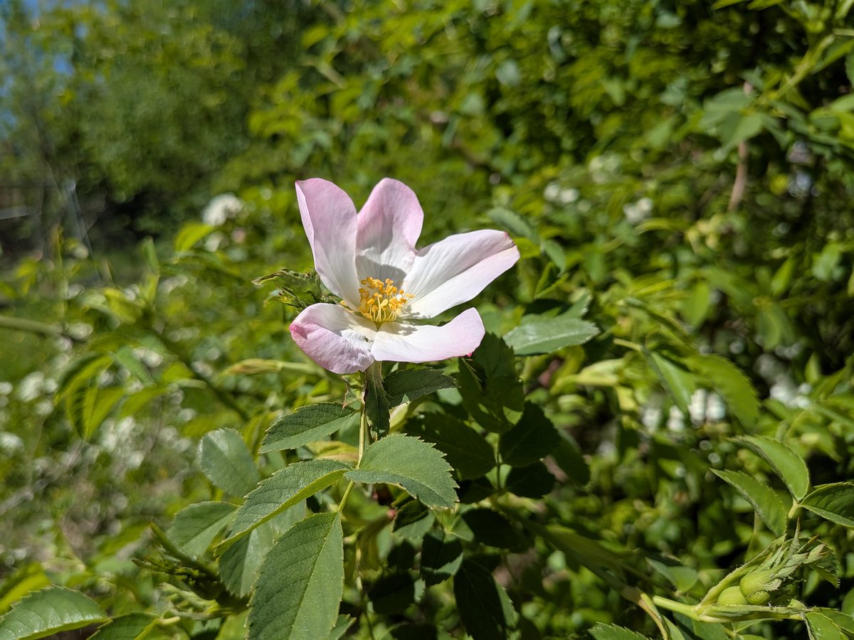 catecawley's tweet image. #Beltane falls on #May 1st and is the Gaelic festival for the #SpringEquinox and beginning of #summer. #MayDay is an ancient festival celebrating #spring and goes back to #Roman times known as the Festival of Flora, the #goddess of #flowers. #FolkloreSunday